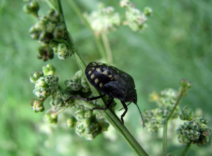 Neanide di nezara viridula?